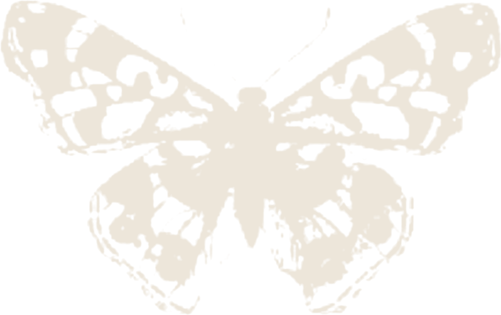 The Monarch butterfly